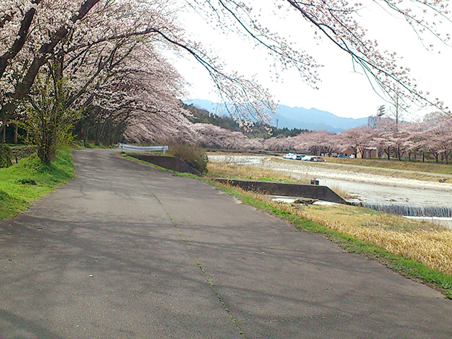 4月-桜見学